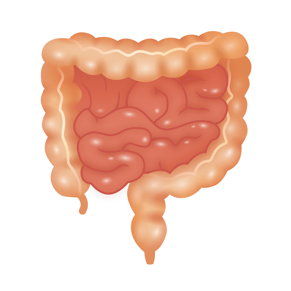 Intestine Emoji | Medical Emoji