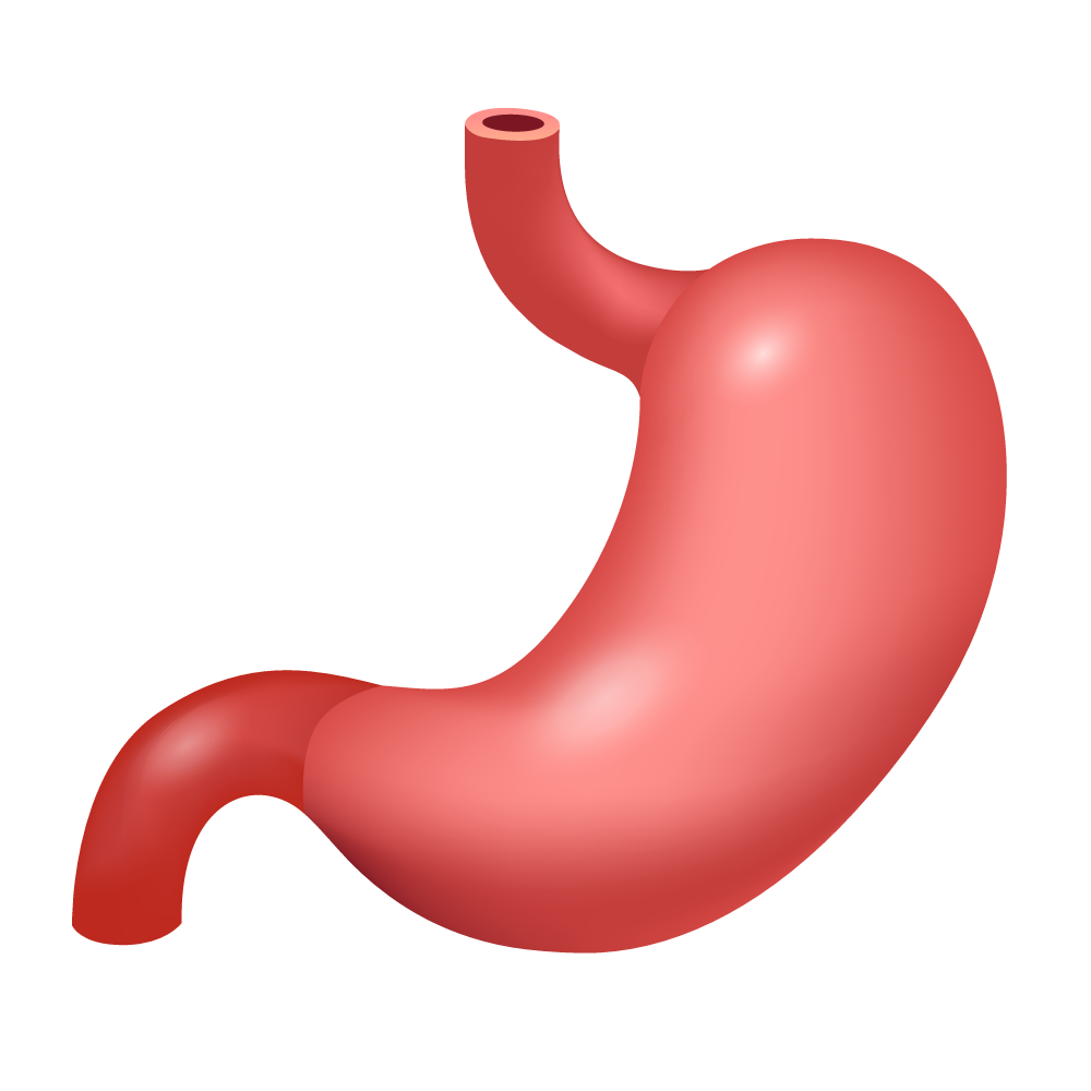 Stomach