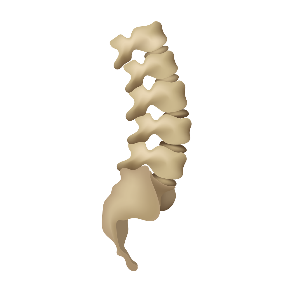 Spine