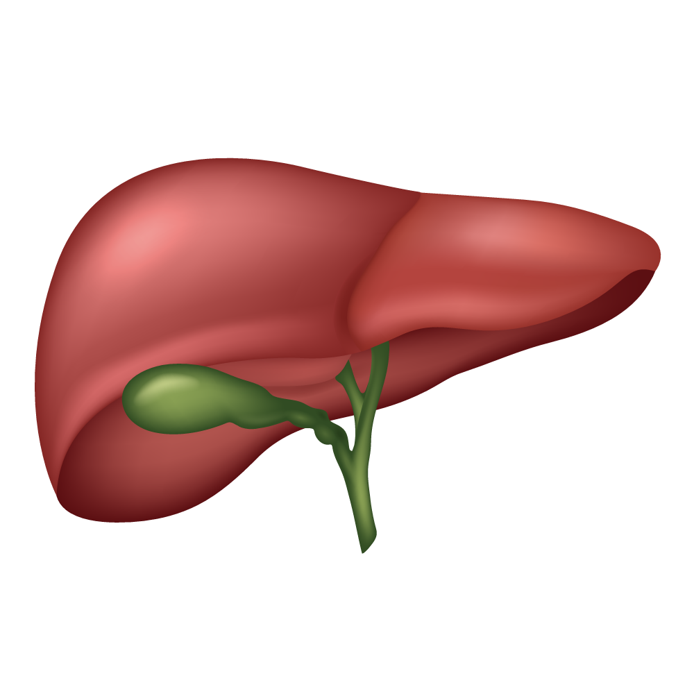 Liver