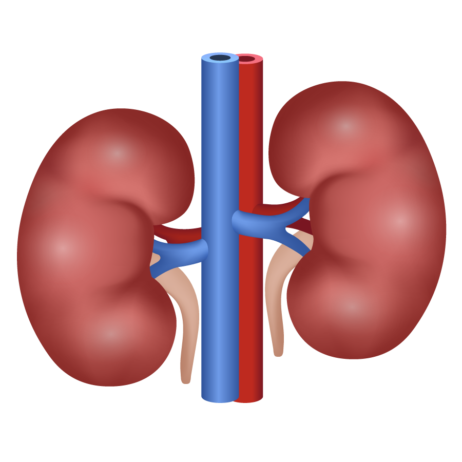 Kidney